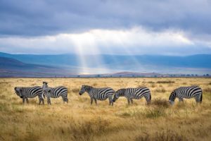 Read more about the article 7 Tanzania Safari Tips for First-Timers